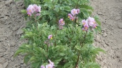 P6240768